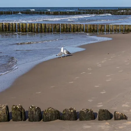 Silence&sea Dwie Sosny *